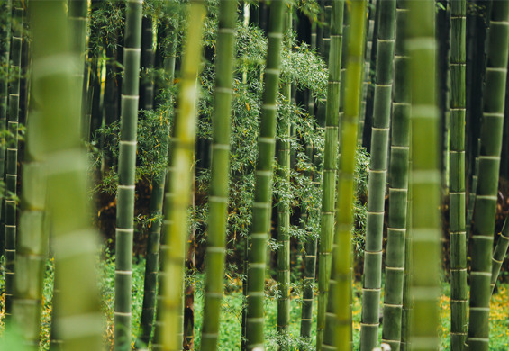 Bielizna z wiskozy bambusowej - dlaczego warto ją mieć?